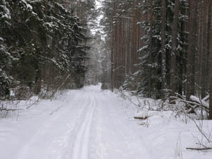 Winter forest