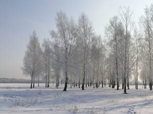 Winter forest